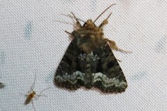 Oligia strigilis