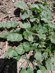 Malva pusilla