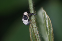 Sternuchopsis trifida
