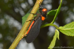 Huechys sanguinea