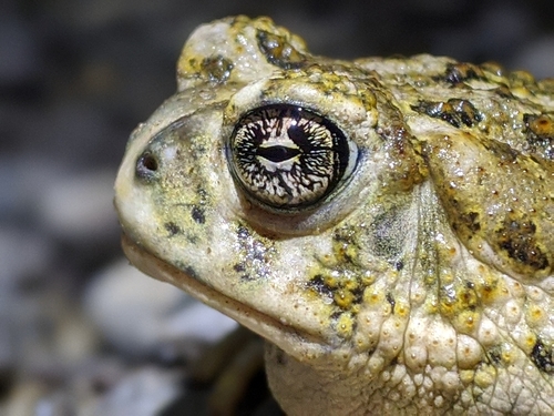 Arroyo Toad