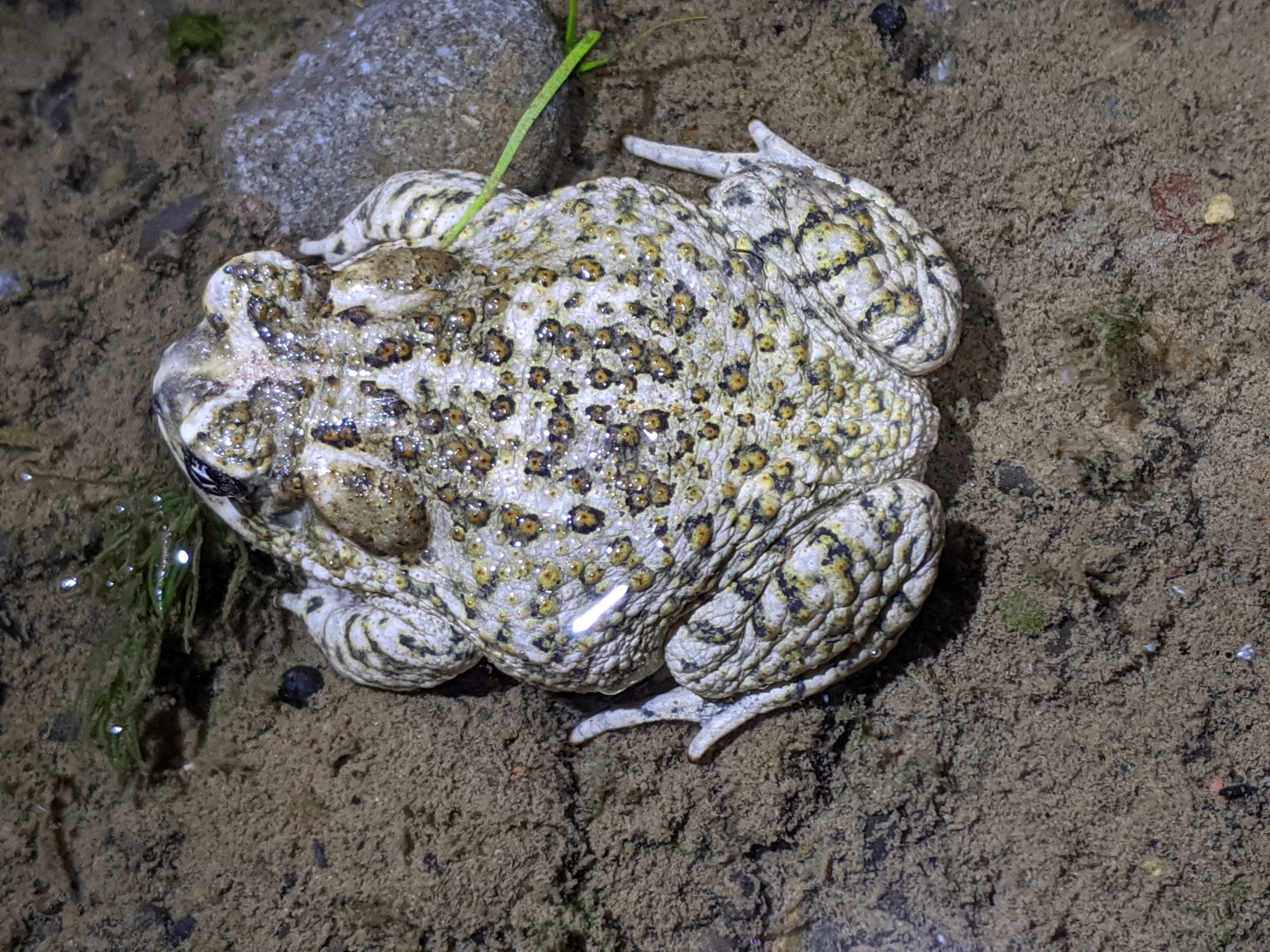 Photograph of Anaxyrus californicus