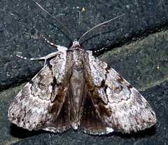 Catocala andromedae
