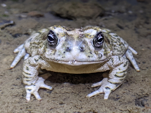 Arroyo Toad