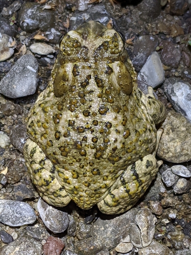 Arroyo Toad
