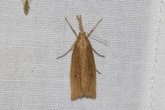 Chilo phragmitella