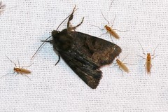 Oligia latruncula