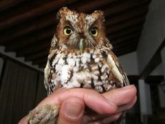 Megascops trichopsis