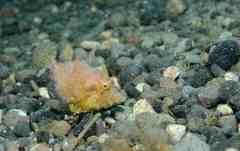 Monacanthus ciliatus