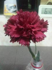 Dianthus caryophyllus