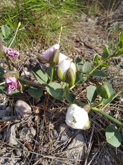 Capparis spinosa herbacea