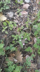 Clinopodium caucasicum