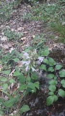 Salvia tomentosa