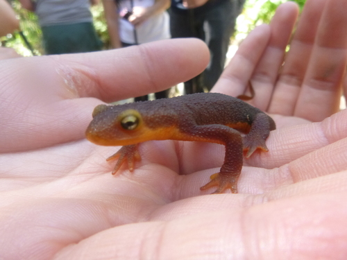 iNaturalist observation photo of California Newt