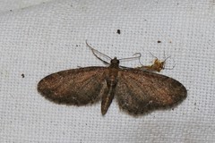 Eupithecia vulgata