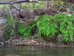 Palmerella debilis serrata