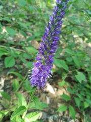 Veronica steppacea