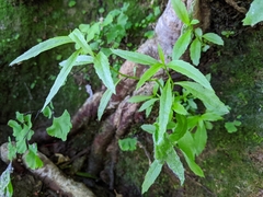 Palmerella debilis serrata