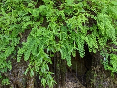 Palmerella debilis serrata