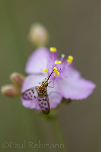 Poecilognathus punctipennis image