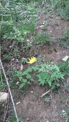 Tragopogon dasyrhynchus