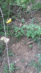 Tragopogon dasyrhynchus