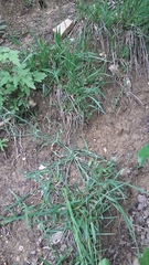 Tragopogon dasyrhynchus