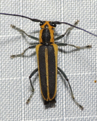 Red-edged Saperda photo 5