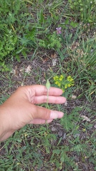 Tragopogon dasyrhynchus