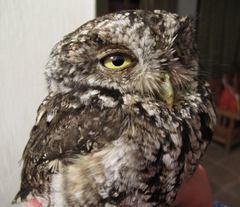 Megascops trichopsis