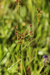 Luzula