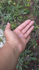 Xeranthemum cylindraceum