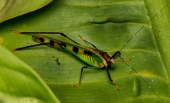 Calopsyra octomaculata