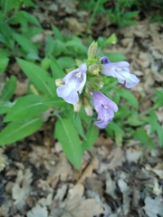 Salvia tomentosa