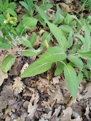 Salvia tomentosa