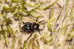 Callilepis nocturna