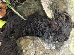 Hymenochaete microcycla