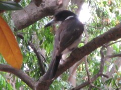 Cracticus torquatus torquatus