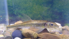 Crossocheilus oblongus