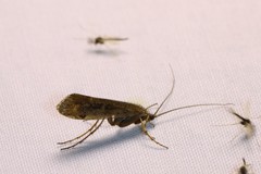 Limnephilus affinis