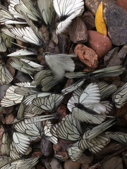 Aporia crataegi