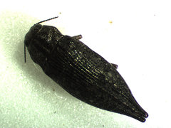 Dicerca tenebrosa