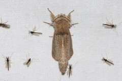 Phragmataecia castaneae