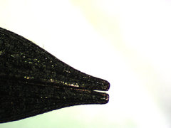 Dicerca tenebrosa
