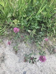 Trifolium pratense