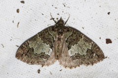 Hydriomena impluviata