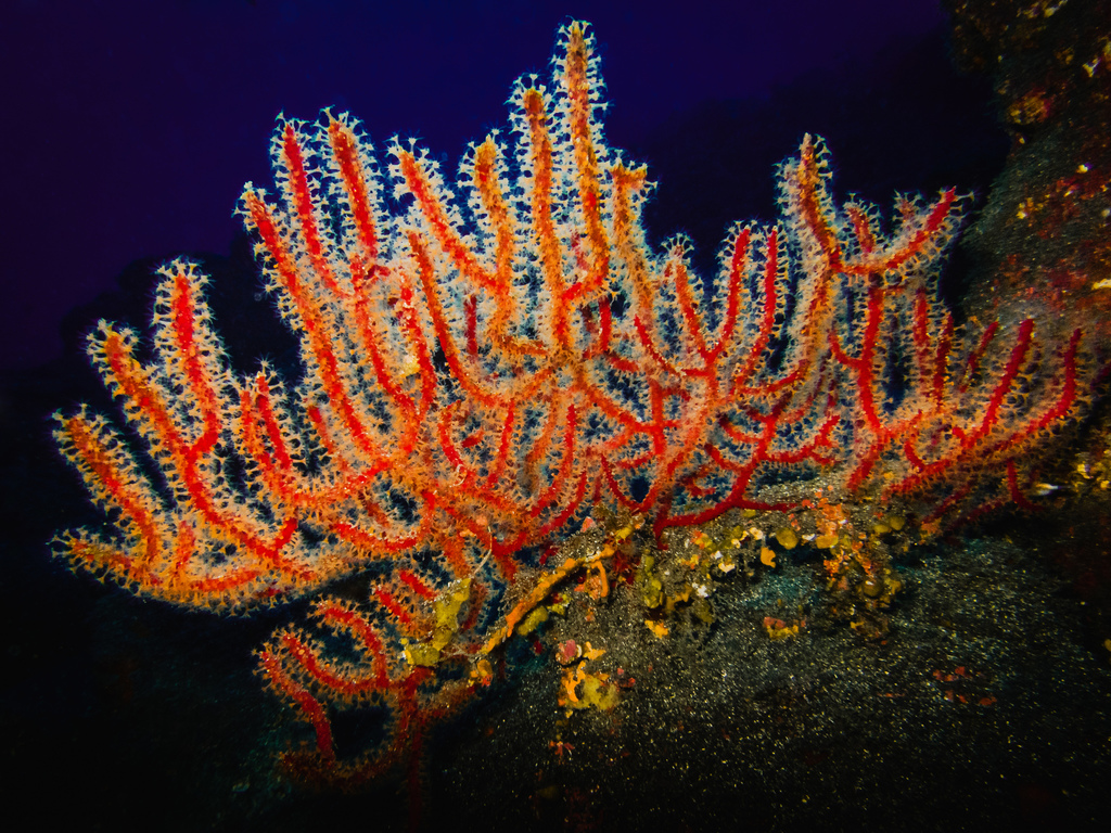 Leptogorgia ruberrima