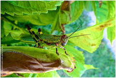 Zoniopoda tarsata