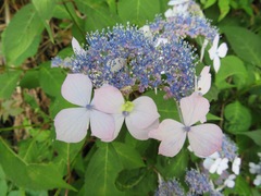Hydrangea serrata