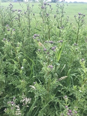 Cirsium arvense
